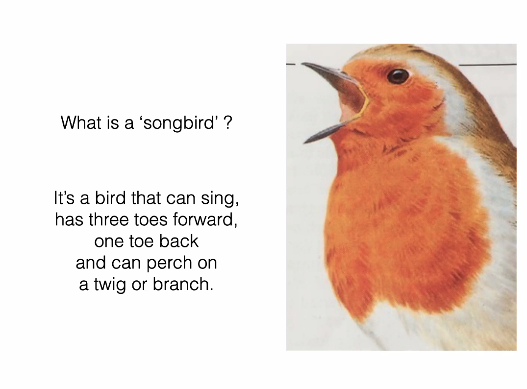 Songbird2